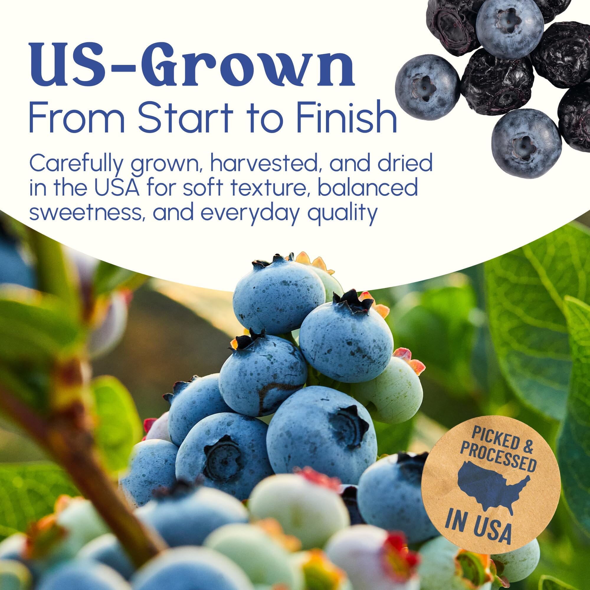 Snackathon Dried Blueberries, Lightly Sweetened, Soft & Plump Whole Berries, US-Grown, Gluten-Free, Non-GMO, No Sulfites, Dried Fruit for Snacking, Baking & Toppings Snackathon 